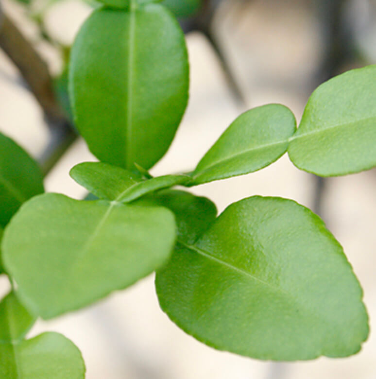 「コブミカンの葉」の特徴は？代用品はある？